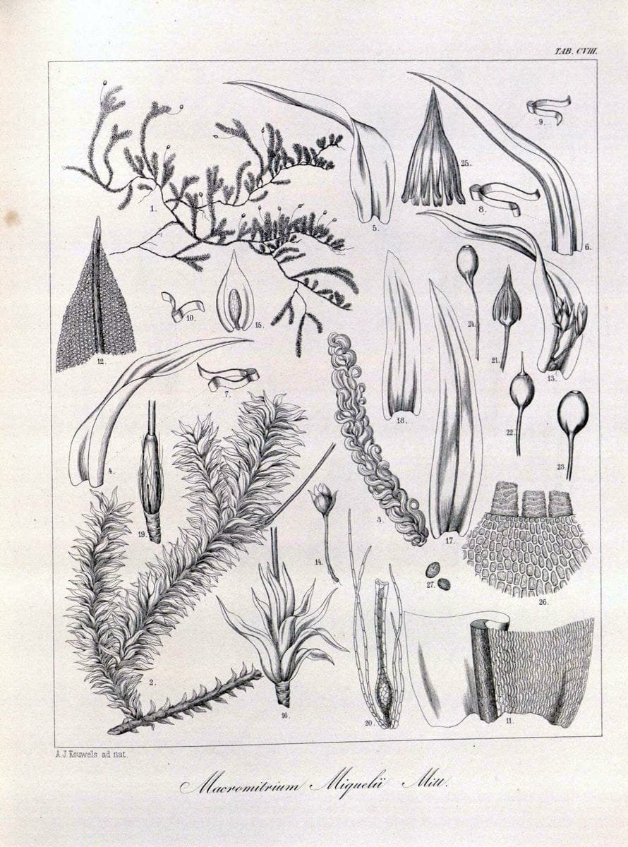 Bryologia javanica :.Lugduni-Batavorum [Leiden] :E. J. Brill,1855-1870.  | Bogor Indonesia Musci  | Vintage Print Reproduction 465446