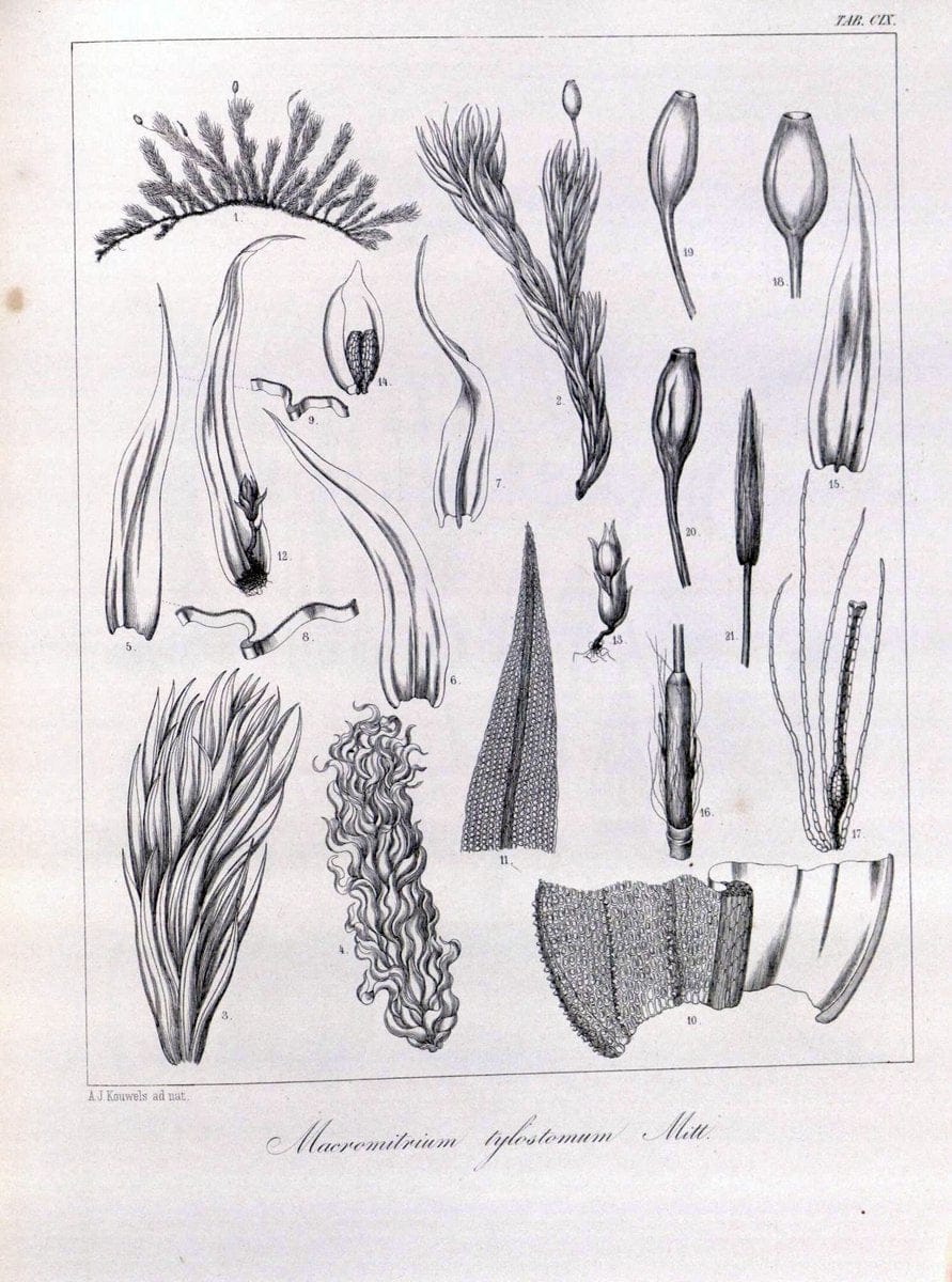 Bryologia javanica :.Lugduni-Batavorum [Leiden] :E. J. Brill,1855-1870.  | Bogor Indonesia Musci  | Vintage Print Reproduction 465447