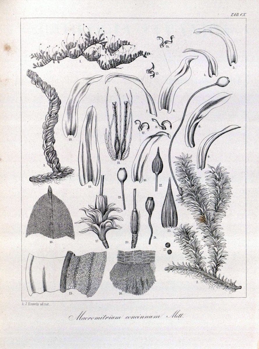 Bryologia javanica :.Lugduni-Batavorum [Leiden] :E. J. Brill,1855-1870.  | Bogor Indonesia Musci  | Vintage Print Reproduction 465448