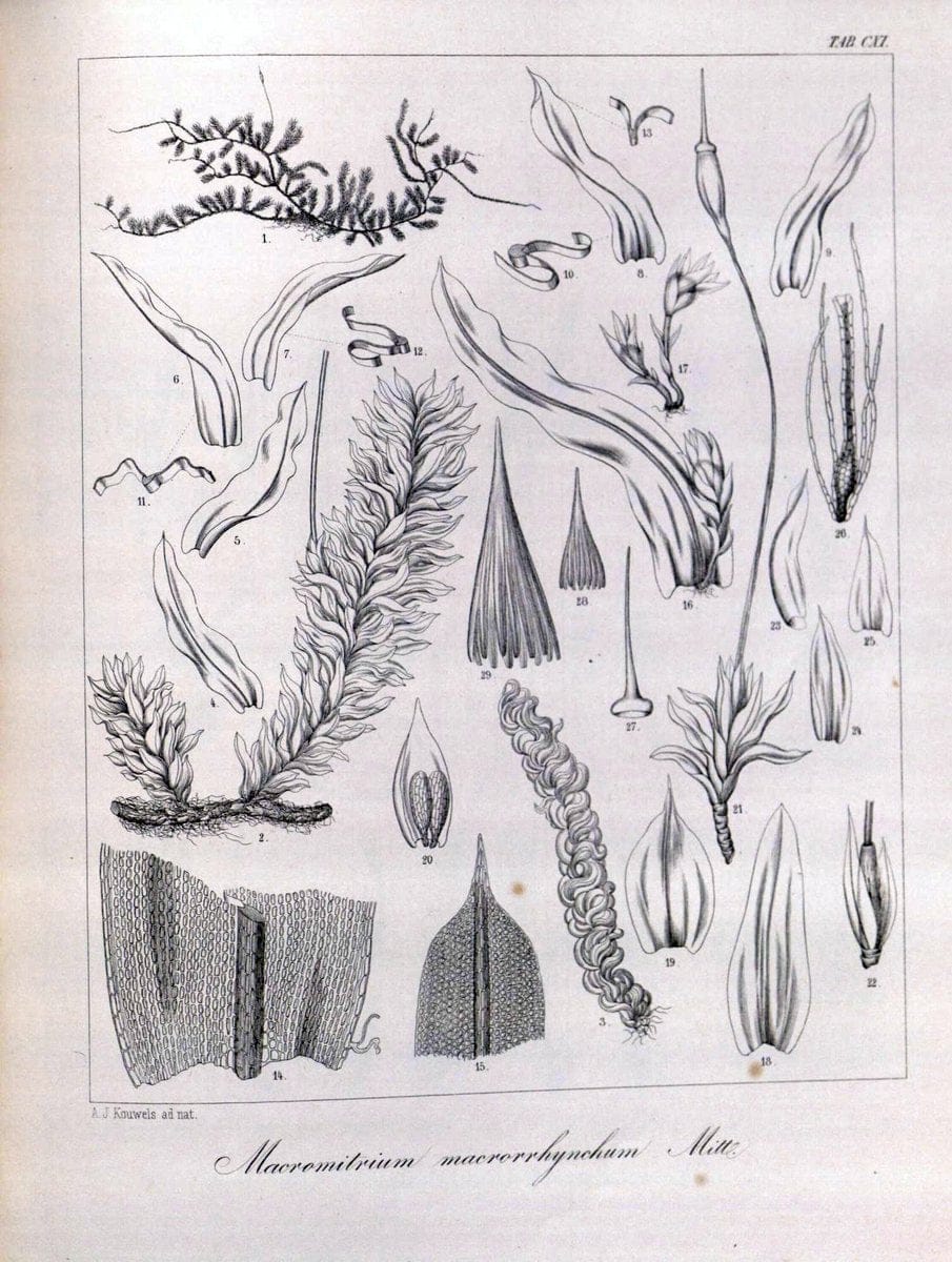 Bryologia javanica :.Lugduni-Batavorum [Leiden] :E. J. Brill,1855-1870.  | Bogor Indonesia Musci  | Vintage Print Reproduction 465449