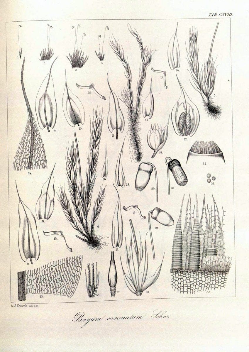 Bryologia javanica :.Lugduni-Batavorum [Leiden] :E. J. Brill,1855-1870.  | Bogor Indonesia Musci  | Vintage Print Reproduction 465456