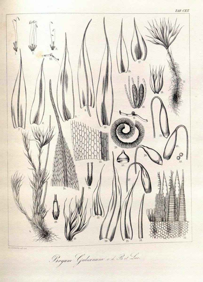 Dragable Image