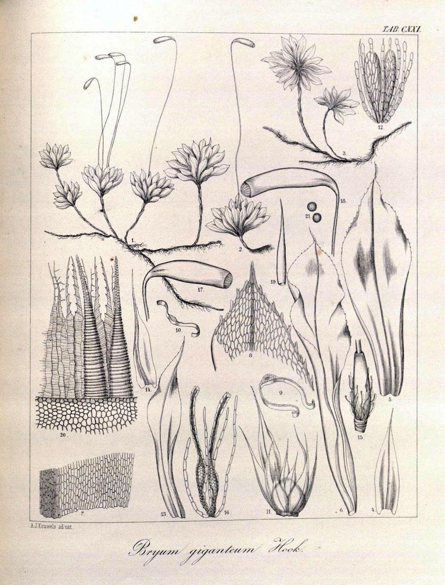 Bryologia javanica :.Lugduni-Batavorum [Leiden] :E. J. Brill,1855-1870.  | Bogor Indonesia Musci  | Vintage Print Reproduction 465459