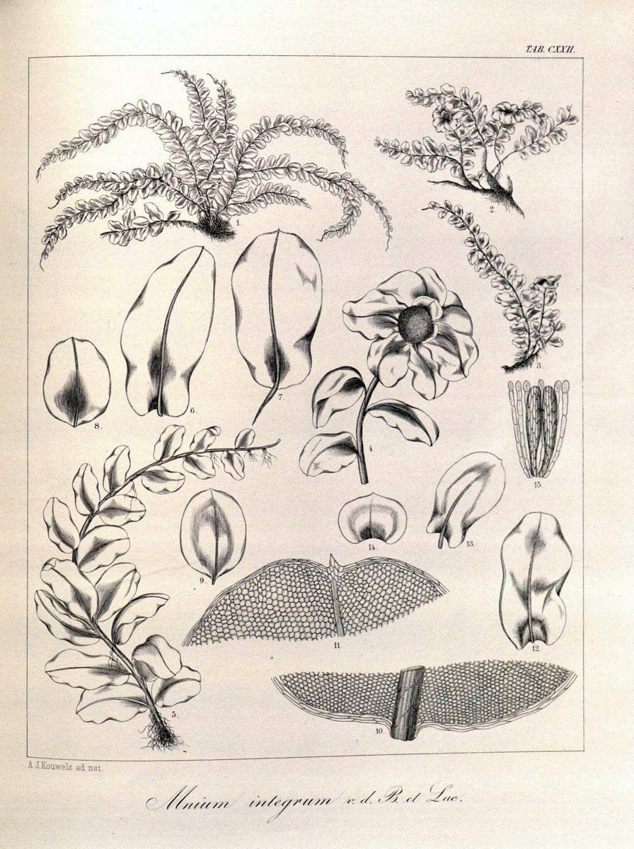 Bryologia javanica :.Lugduni-Batavorum [Leiden] :E. J. Brill,1855-1870.  | Bogor Indonesia Musci  | Vintage Print Reproduction 465460