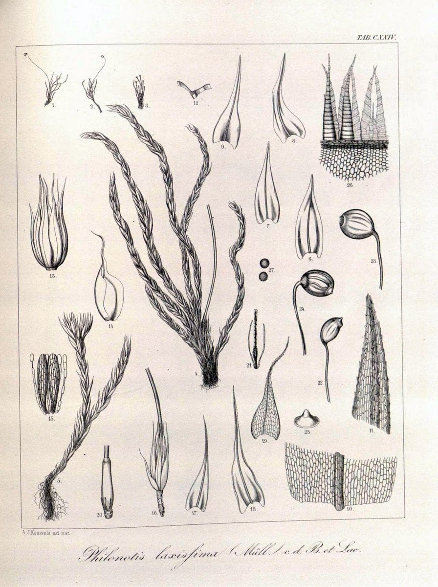Bryologia javanica :.Lugduni-Batavorum [Leiden] :E. J. Brill,1855-1870.  | Bogor Indonesia Musci  | Vintage Print Reproduction 465462