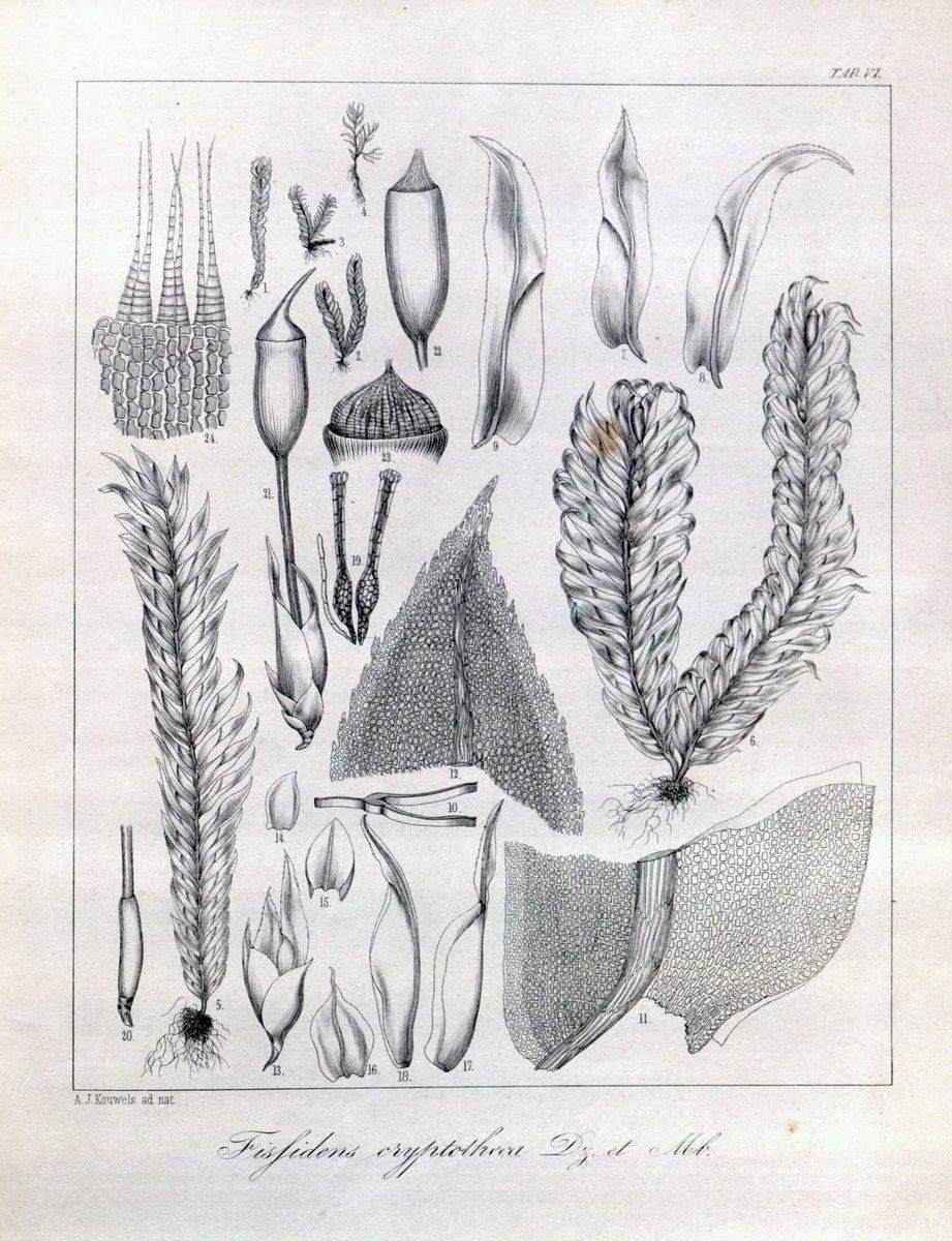 Bryologia javanica :.Lugduni-Batavorum [Leiden] :E. J. Brill,1855-1870.  | Bogor Indonesia Musci  | Vintage Print Reproduction 465464