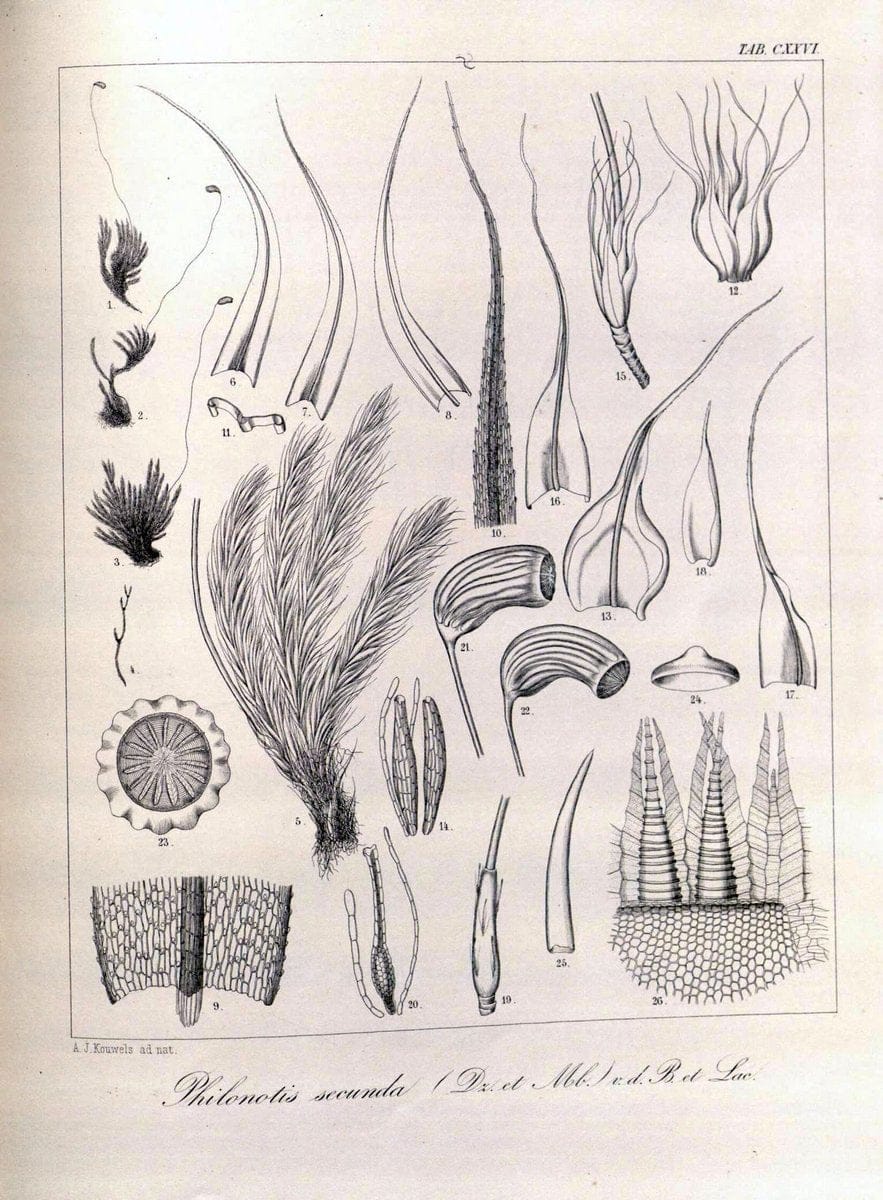 Bryologia javanica :.Lugduni-Batavorum [Leiden] :E. J. Brill,1855-1870.  | Bogor Indonesia Musci  | Vintage Print Reproduction 465465