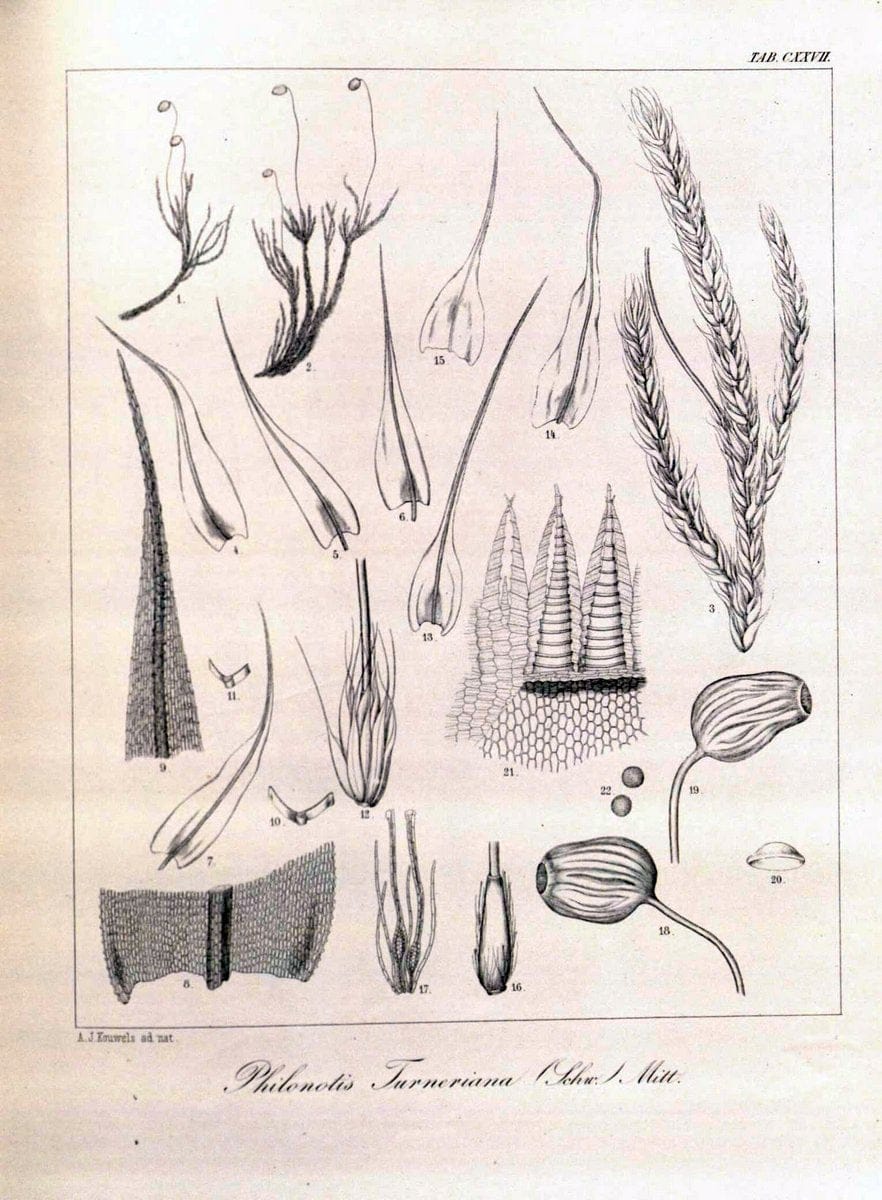 Bryologia javanica :.Lugduni-Batavorum [Leiden] :E. J. Brill,1855-1870.  | Bogor Indonesia Musci  | Vintage Print Reproduction 465466