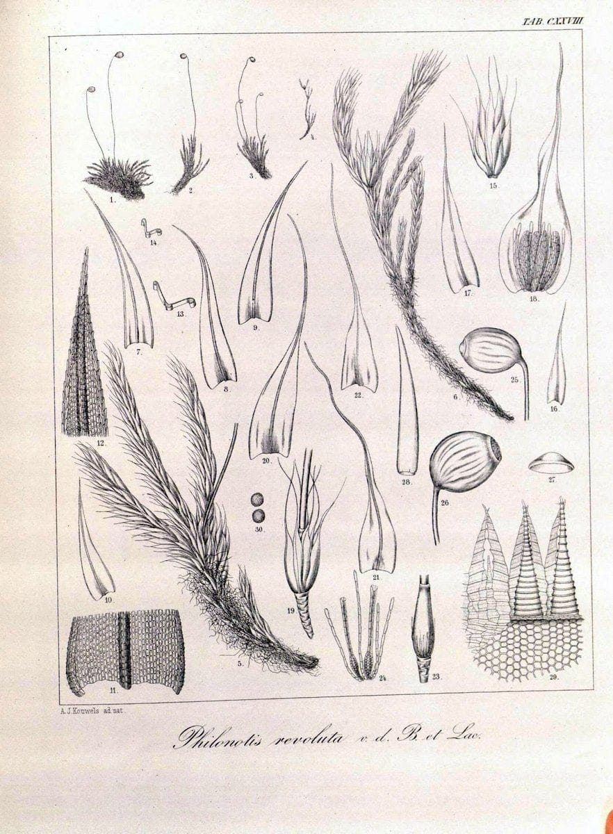 Bryologia javanica :.Lugduni-Batavorum [Leiden] :E. J. Brill,1855-1870.  | Bogor Indonesia Musci  | Vintage Print Reproduction 465467