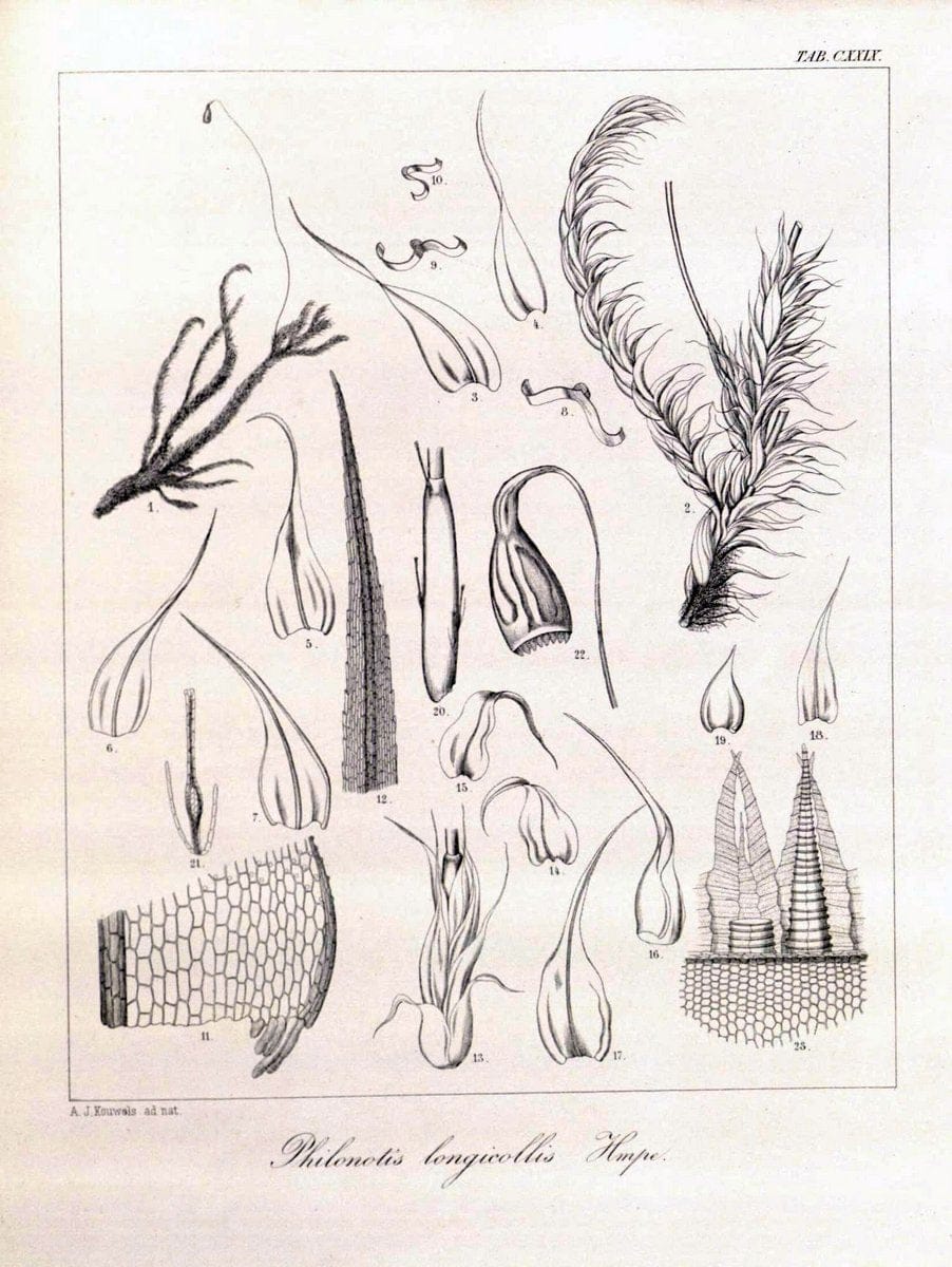Bryologia javanica :.Lugduni-Batavorum [Leiden] :E. J. Brill,1855-1870.  | Bogor Indonesia Musci  | Vintage Print Reproduction 465468