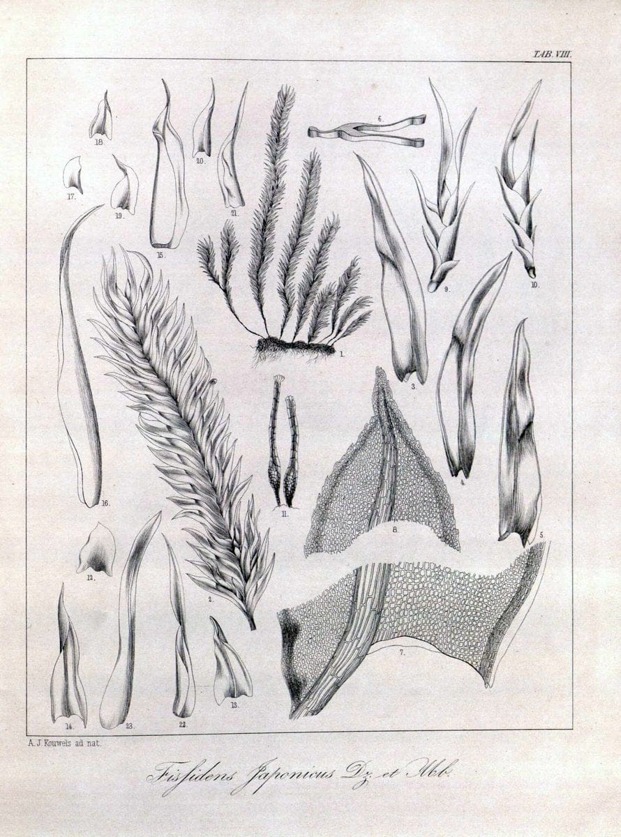 Bryologia javanica :.Lugduni-Batavorum [Leiden] :E. J. Brill,1855-1870.  | Bogor Indonesia Musci  | Vintage Print Reproduction 465470