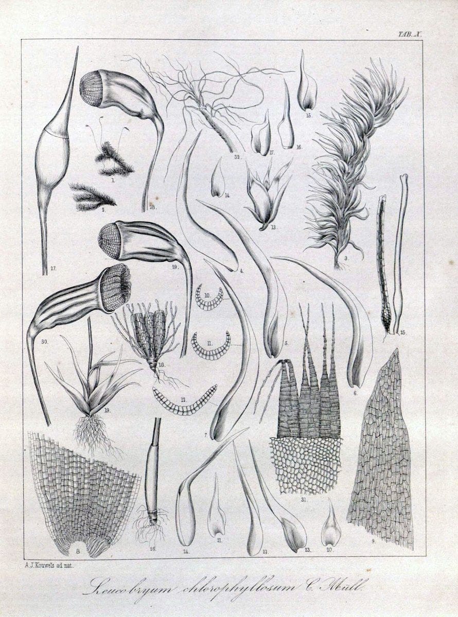 Bryologia javanica :.Lugduni-Batavorum [Leiden] :E. J. Brill,1855-1870.  | Bogor Indonesia Musci  | Vintage Print Reproduction 465472