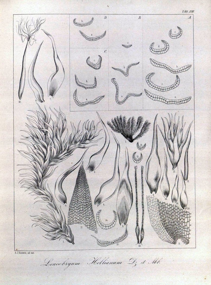 Bryologia javanica :.Lugduni-Batavorum [Leiden] :E. J. Brill,1855-1870.  | Bogor Indonesia Musci  | Vintage Print Reproduction 465475