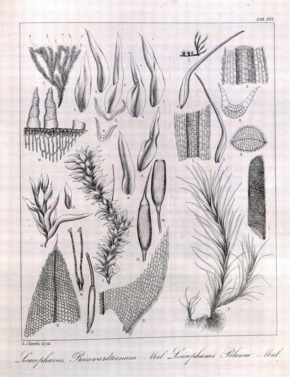 Bryologia javanica :.Lugduni-Batavorum [Leiden] :E. J. Brill,1855-1870.  | Bogor Indonesia Musci  | Vintage Print Reproduction 465478