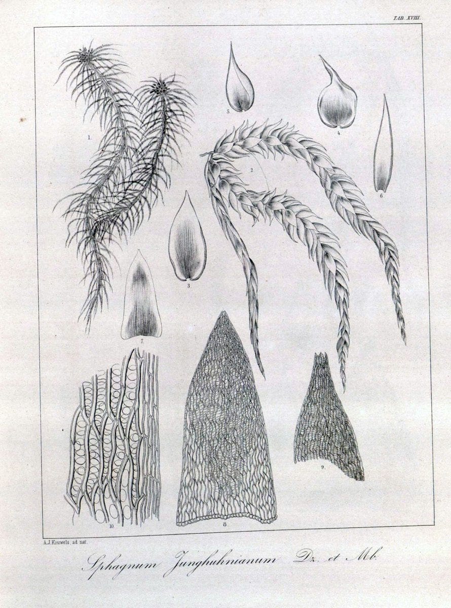 Bryologia javanica :.Lugduni-Batavorum [Leiden] :E. J. Brill,1855-1870.  | Bogor Indonesia Musci  | Vintage Print Reproduction 465480