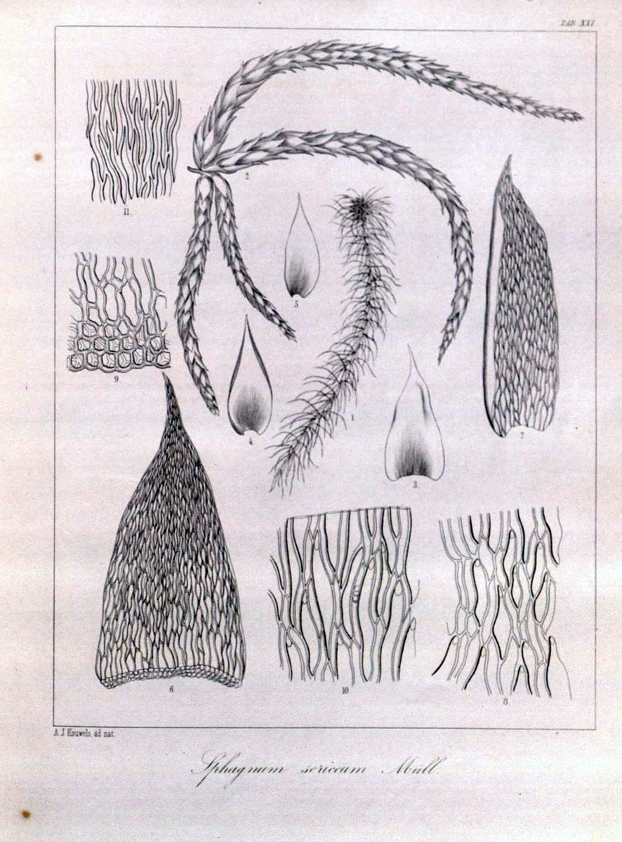 Bryologia javanica :.Lugduni-Batavorum [Leiden] :E. J. Brill,1855-1870.  | Bogor Indonesia Musci  | Vintage Print Reproduction 465483