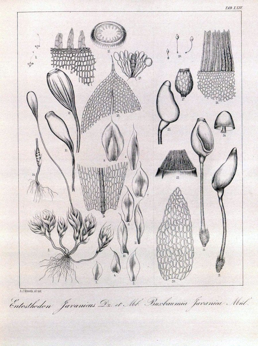 Bryologia javanica :.Lugduni-Batavorum [Leiden] :E. J. Brill,1855-1870.  | Bogor Indonesia Musci  | Vintage Print Reproduction 465486