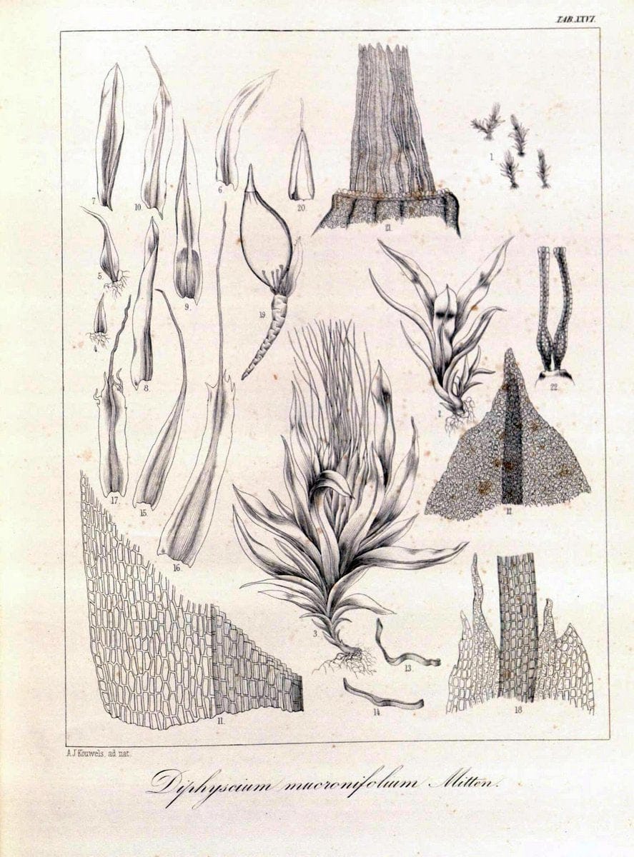 Bryologia javanica :.Lugduni-Batavorum [Leiden] :E. J. Brill,1855-1870.  | Bogor Indonesia Musci  | Vintage Print Reproduction 465488