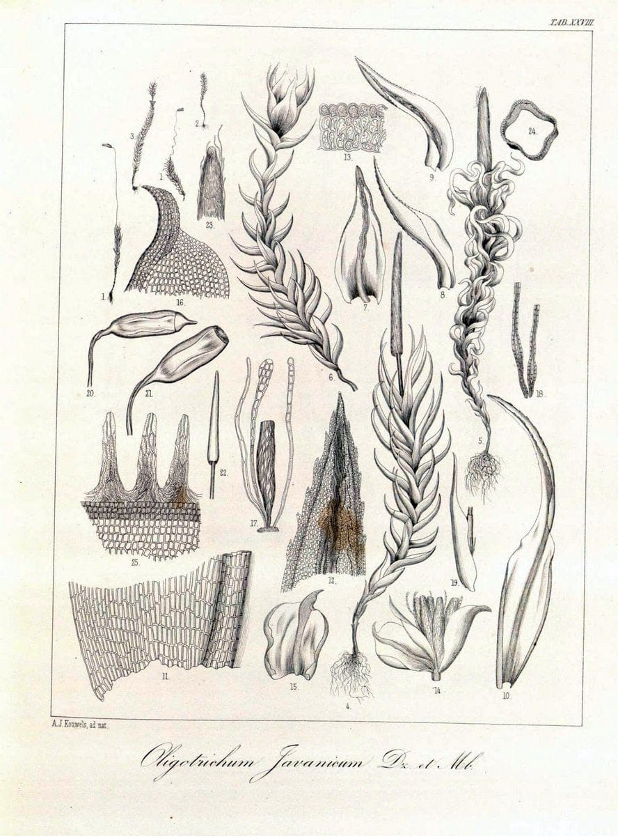 Bryologia javanica :.Lugduni-Batavorum [Leiden] :E. J. Brill,1855-1870.  | Bogor Indonesia Musci  | Vintage Print Reproduction 465490