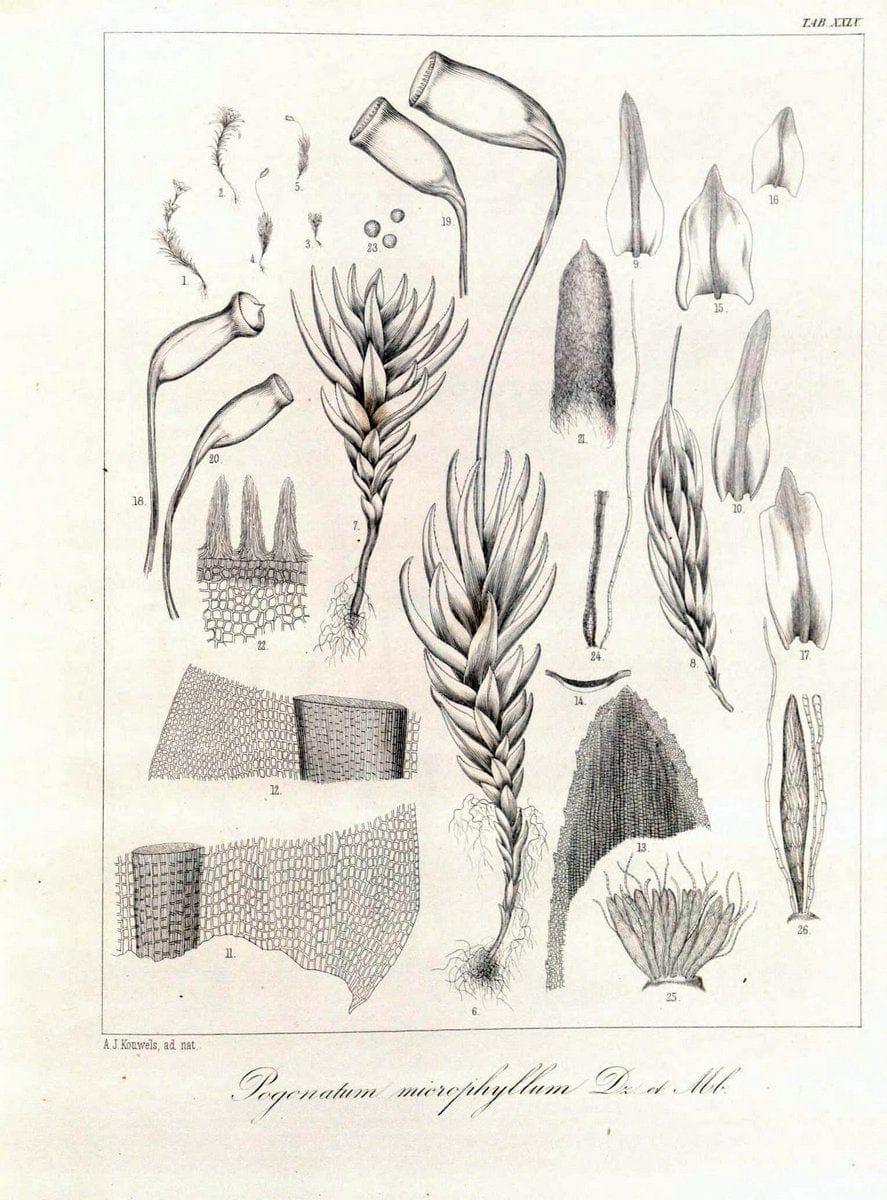 Bryologia javanica :.Lugduni-Batavorum [Leiden] :E. J. Brill,1855-1870.  | Bogor Indonesia Musci  | Vintage Print Reproduction 465491
