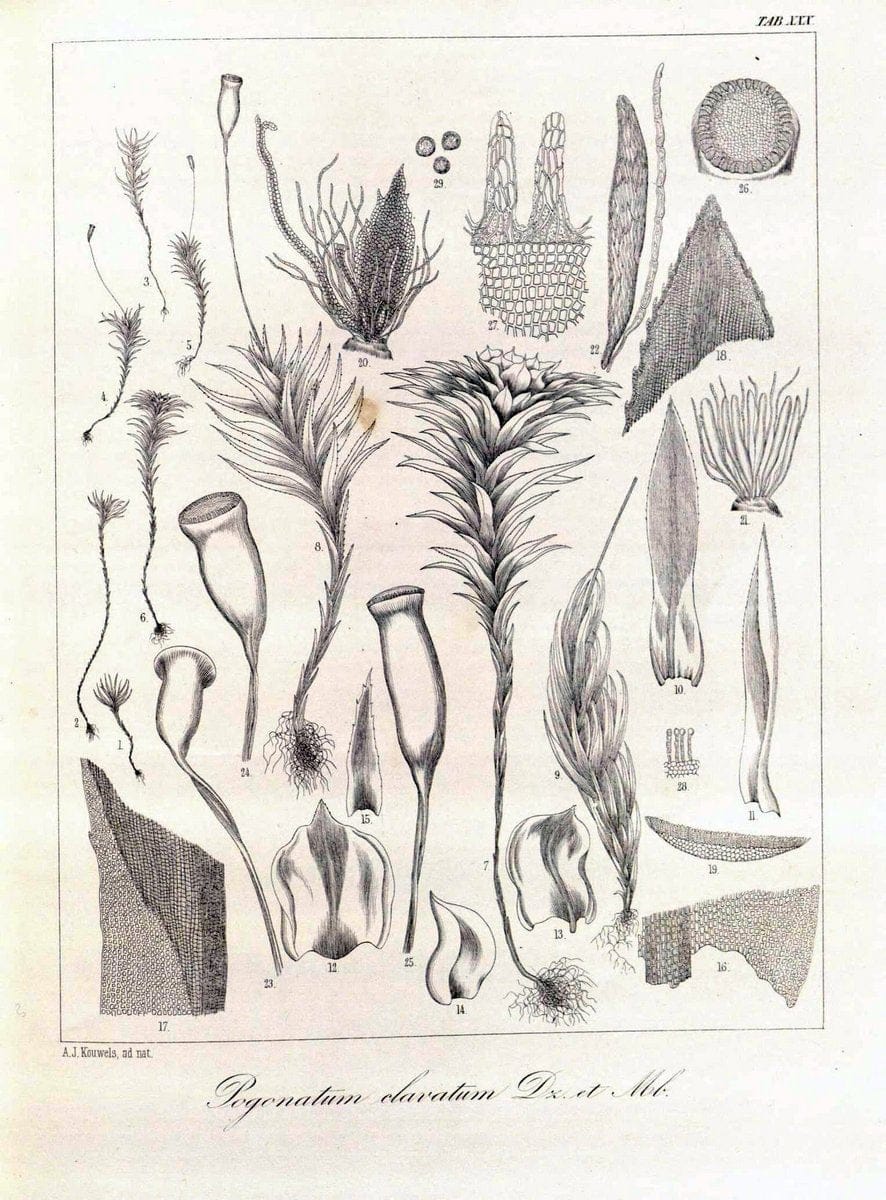 Bryologia javanica :.Lugduni-Batavorum [Leiden] :E. J. Brill,1855-1870.  | Bogor Indonesia Musci  | Vintage Print Reproduction 465492