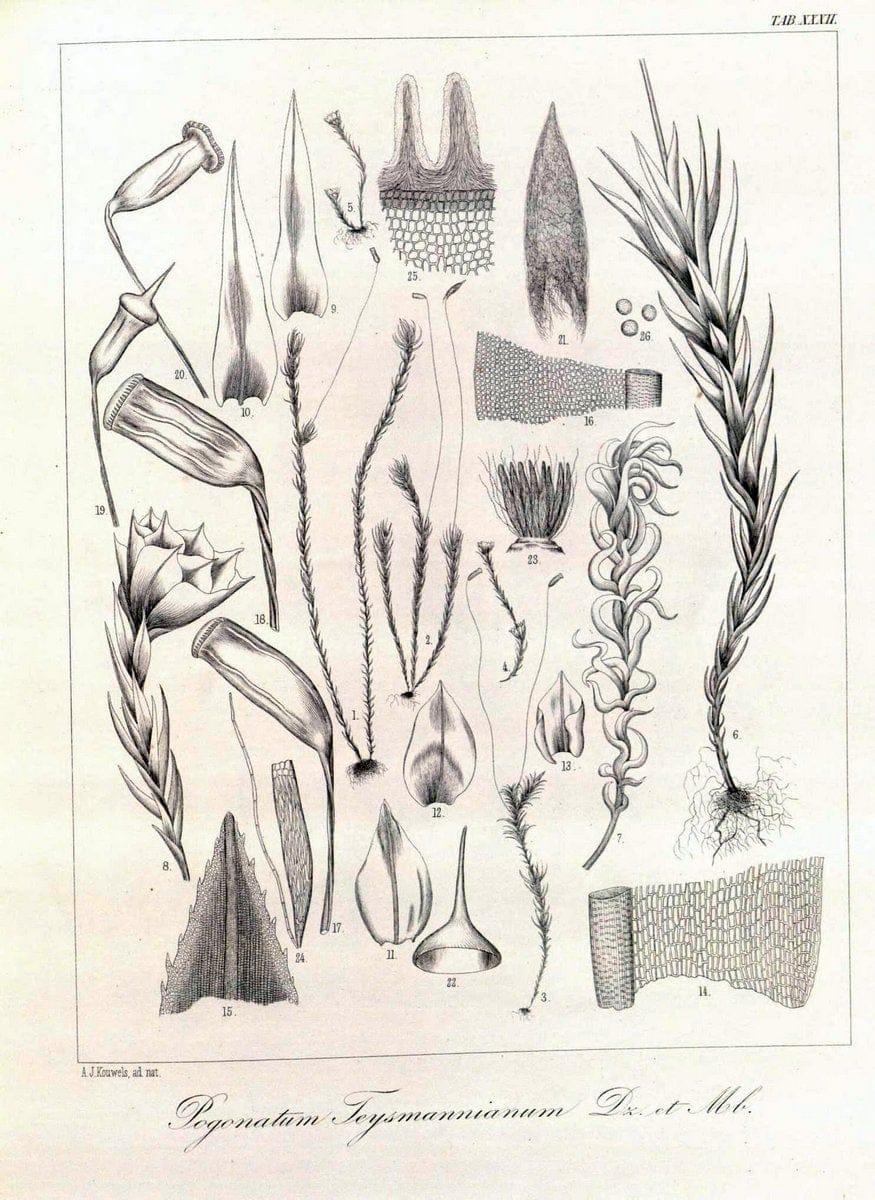 Bryologia javanica :.Lugduni-Batavorum [Leiden] :E. J. Brill,1855-1870.  | Bogor Indonesia Musci  | Vintage Print Reproduction 465494