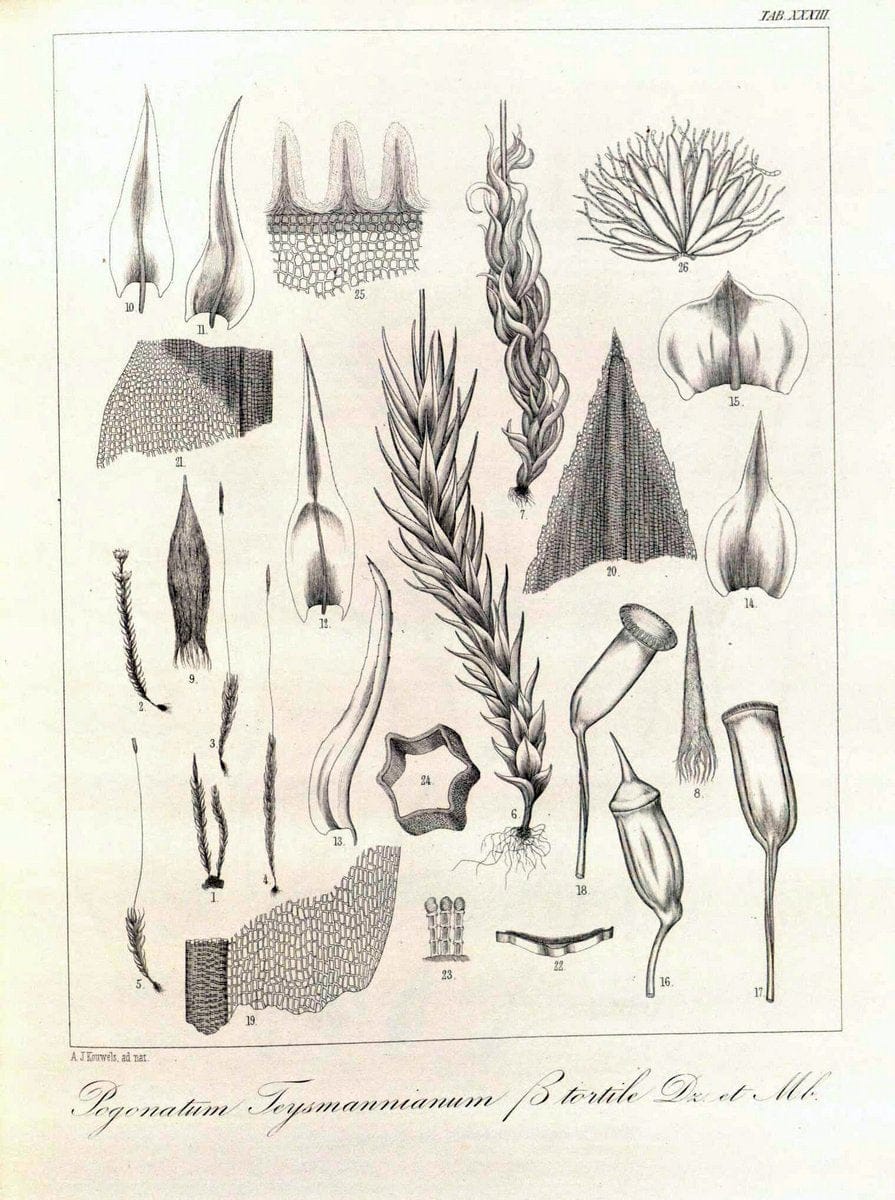 Dragable Image