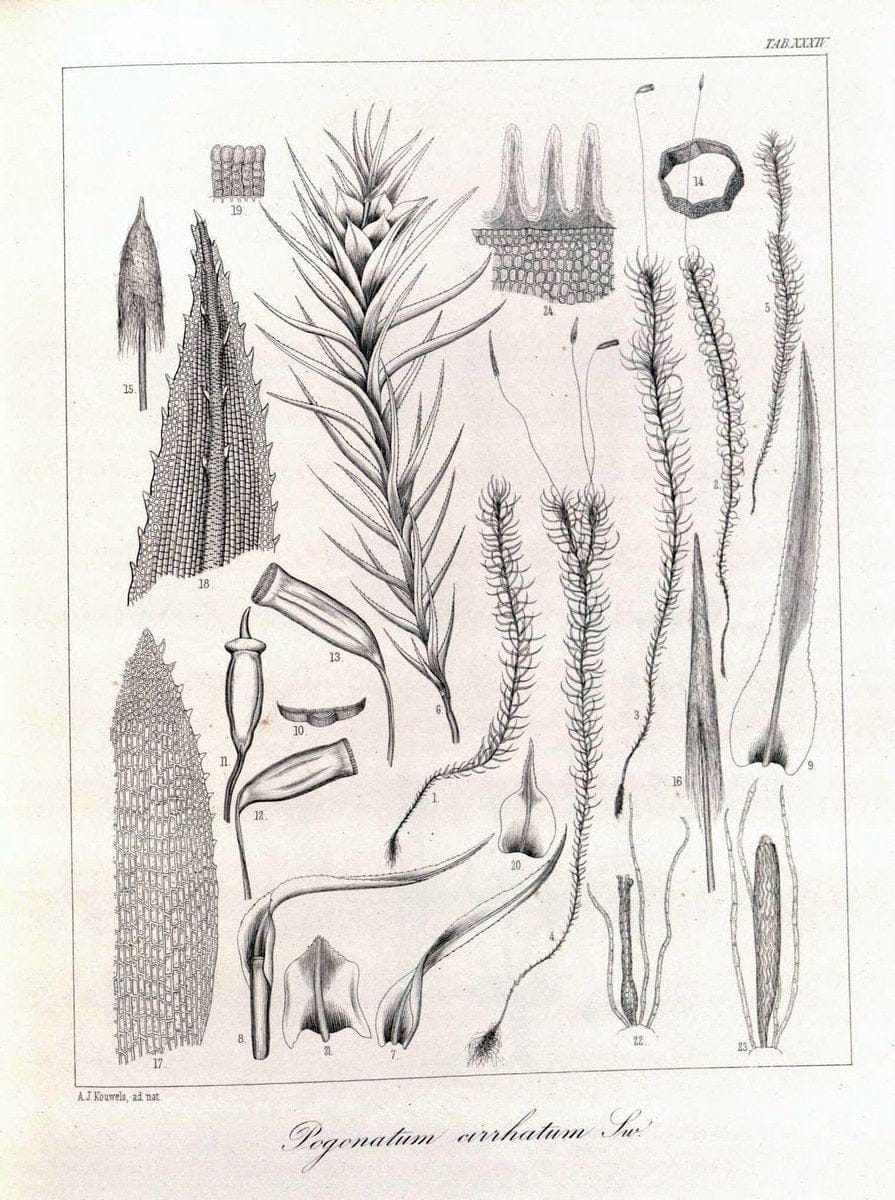 Dragable Image