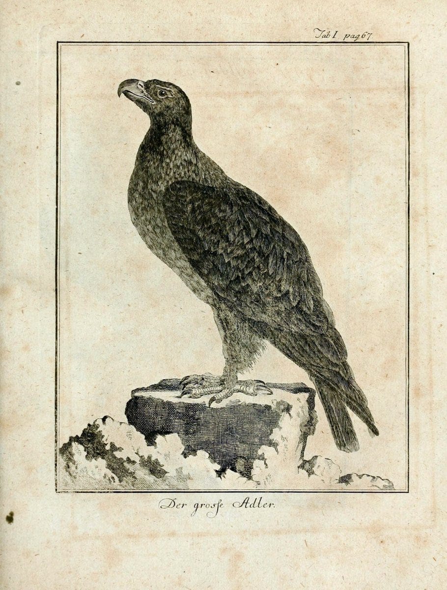 BÃ¼ffons Naturgeschichte der VÃ¶gel :.Leipzig :bey Hermann Heinrich Holle,1775-1782.  | Birds Ornithology "Pictorial works" | Vintage Print Reproduction 465498