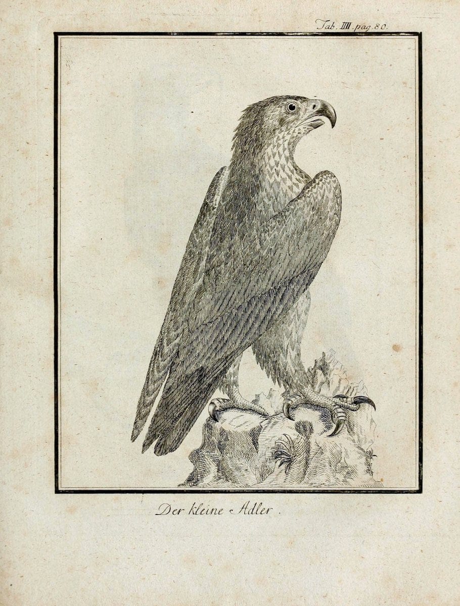 BÃ¼ffons Naturgeschichte der VÃ¶gel :.Leipzig :bey Hermann Heinrich Holle,1775-1782.  | Birds Ornithology "Pictorial works" | Vintage Print Reproduction 465501