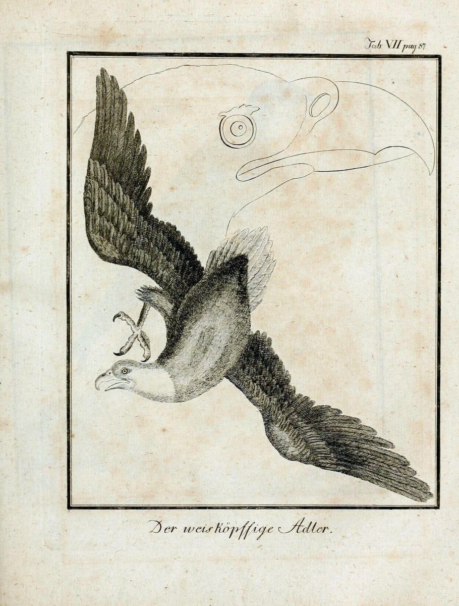BÃ¼ffons Naturgeschichte der VÃ¶gel :.Leipzig :bey Hermann Heinrich Holle,1775-1782.  | Birds Ornithology "Pictorial works" | Vintage Print Reproduction 465504