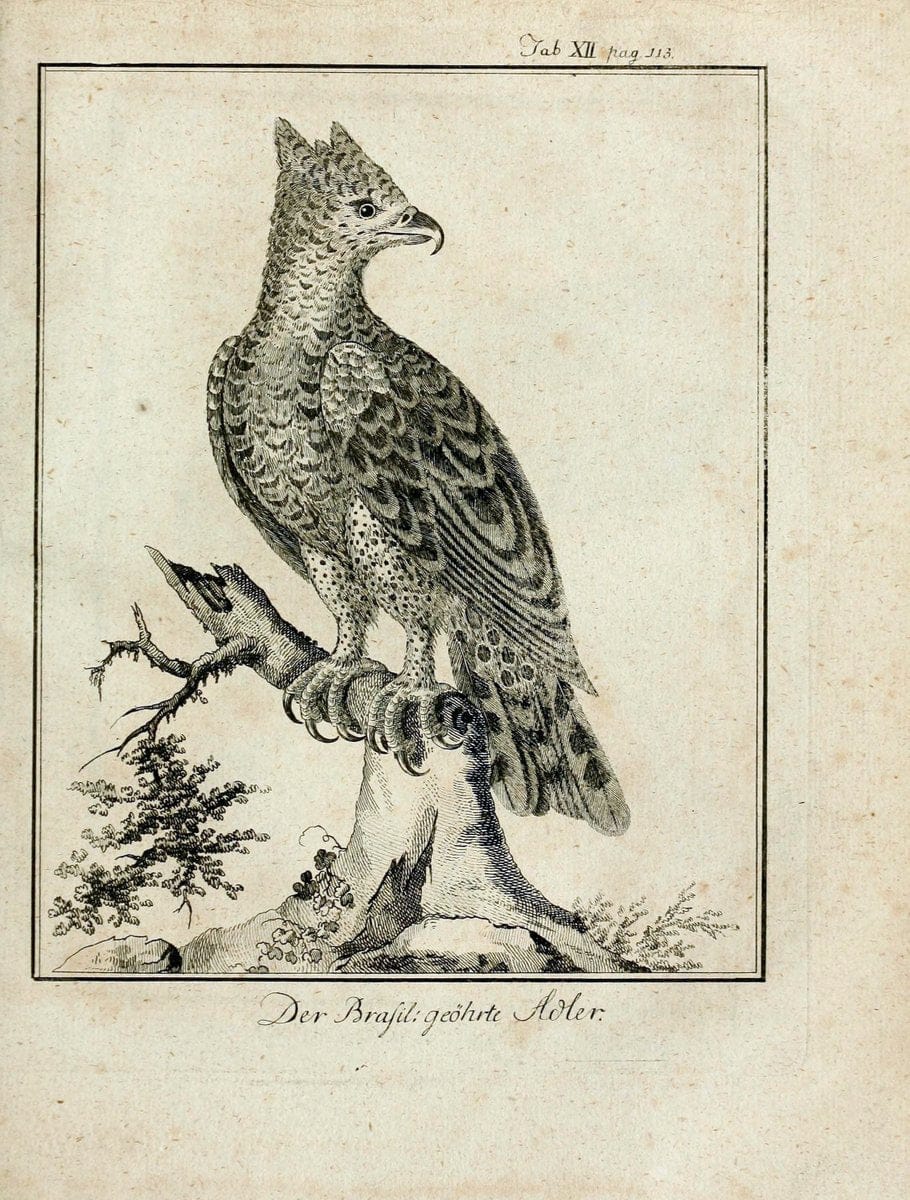 BÃ¼ffons Naturgeschichte der VÃ¶gel :.Leipzig :bey Hermann Heinrich Holle,1775-1782.  | Birds Ornithology "Pictorial works" | Vintage Print Reproduction 465509
