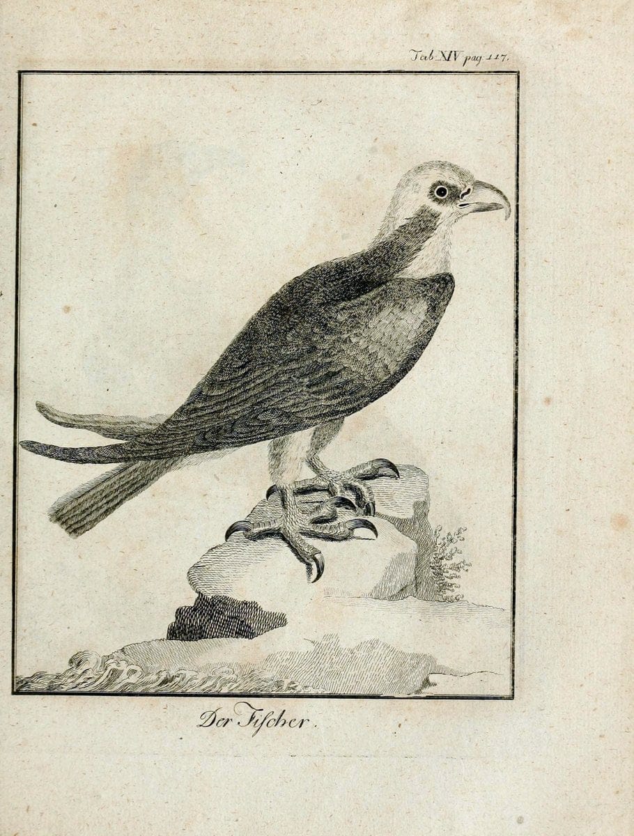 BÃ¼ffons Naturgeschichte der VÃ¶gel :.Leipzig :bey Hermann Heinrich Holle,1775-1782.  | Birds Ornithology "Pictorial works" | Vintage Print Reproduction 465511