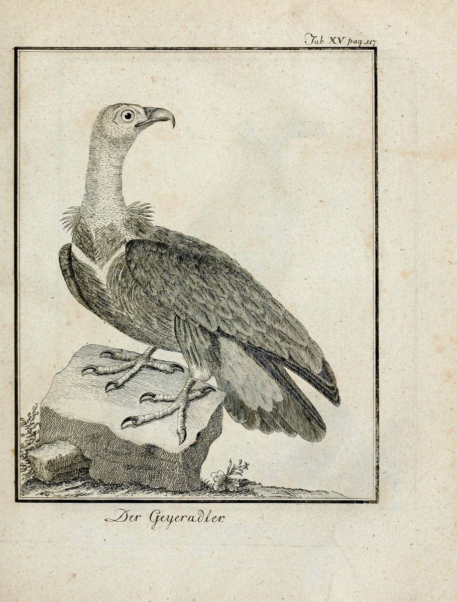 BÃ¼ffons Naturgeschichte der VÃ¶gel :.Leipzig :bey Hermann Heinrich Holle,1775-1782.  | Birds Ornithology "Pictorial works" | Vintage Print Reproduction 465512