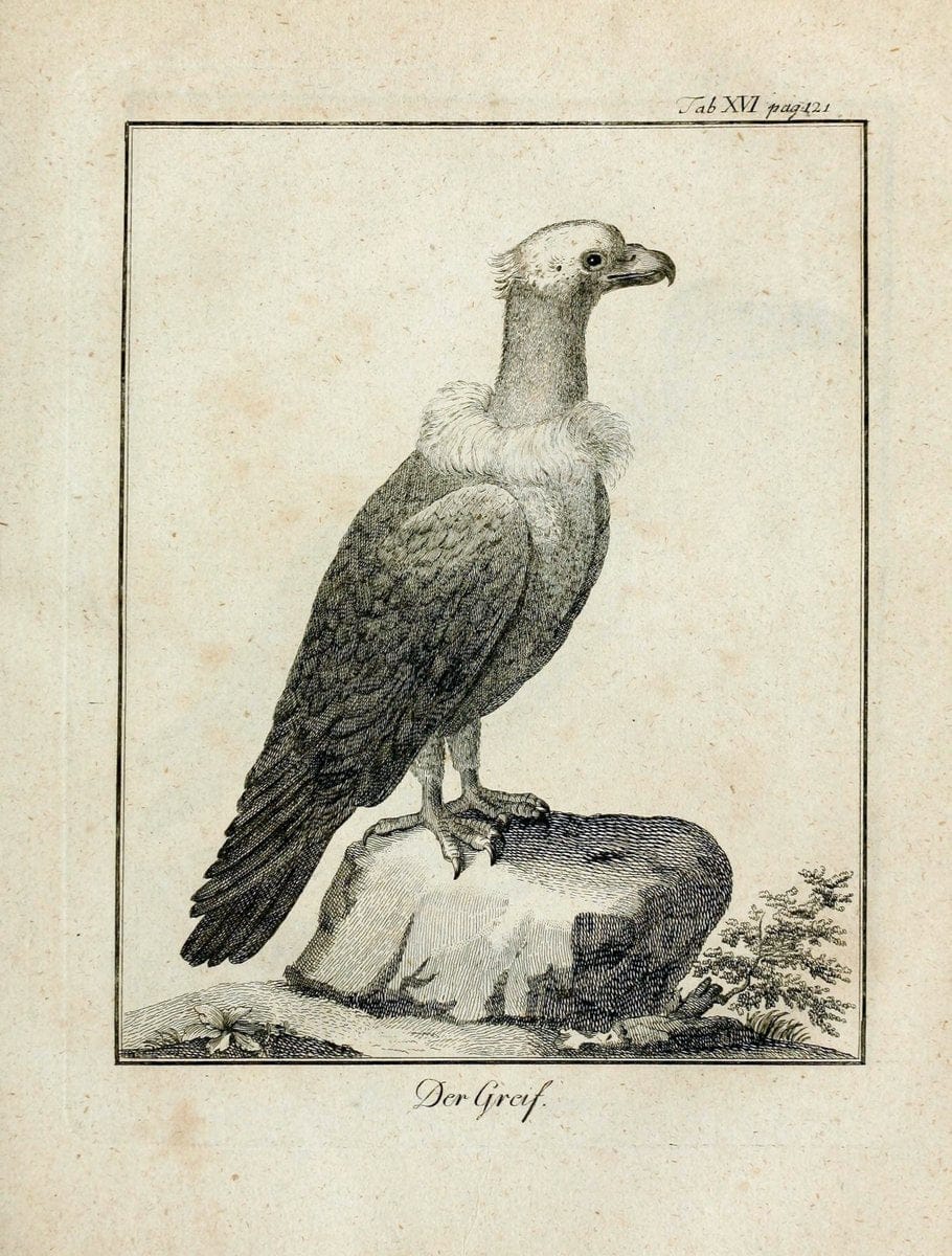 Büffons Naturgeschichte der Vögel :.Leipzig :bey Hermann Heinrich Holle,1775-1782.  | Birds Ornithology "Pictorial works" | Vintage Print Reproduction 465513