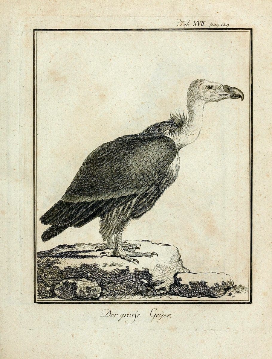 BÃ¼ffons Naturgeschichte der VÃ¶gel :.Leipzig :bey Hermann Heinrich Holle,1775-1782.  | Birds Ornithology "Pictorial works" | Vintage Print Reproduction 465514