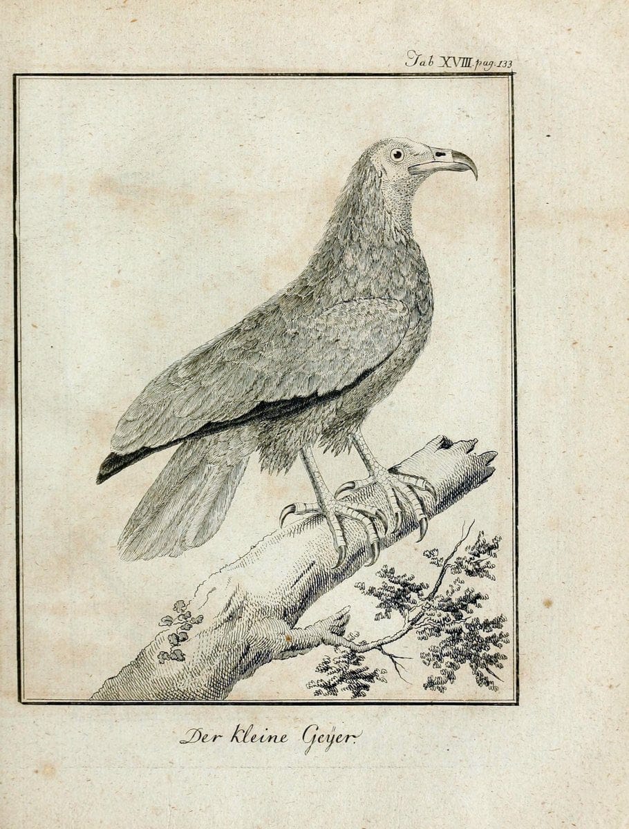 BÃ¼ffons Naturgeschichte der VÃ¶gel :.Leipzig :bey Hermann Heinrich Holle,1775-1782.  | Birds Ornithology "Pictorial works" | Vintage Print Reproduction 465515