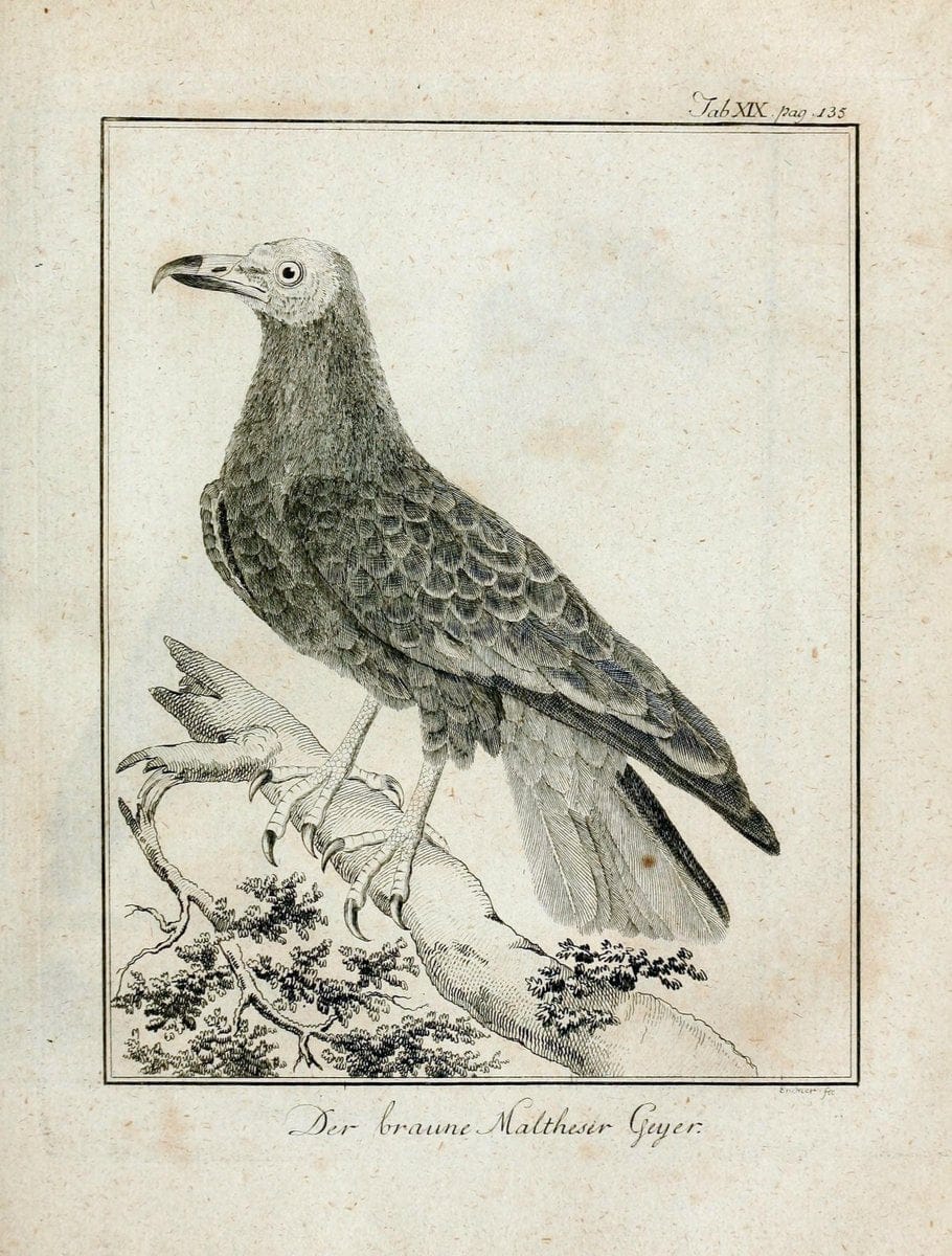 BÃ¼ffons Naturgeschichte der VÃ¶gel :.Leipzig :bey Hermann Heinrich Holle,1775-1782.  | Birds Ornithology "Pictorial works" | Vintage Print Reproduction 465516