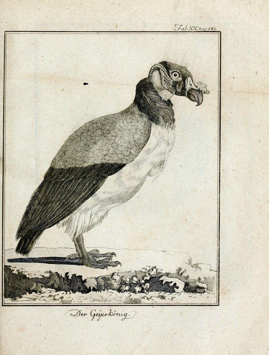 BÃ¼ffons Naturgeschichte der VÃ¶gel :.Leipzig :bey Hermann Heinrich Holle,1775-1782.  | Birds Ornithology "Pictorial works" | Vintage Print Reproduction 465517