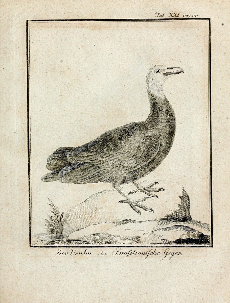 BÃ¼ffons Naturgeschichte der VÃ¶gel :.Leipzig :bey Hermann Heinrich Holle,1775-1782.  | Birds Ornithology "Pictorial works" | Vintage Print Reproduction 465518