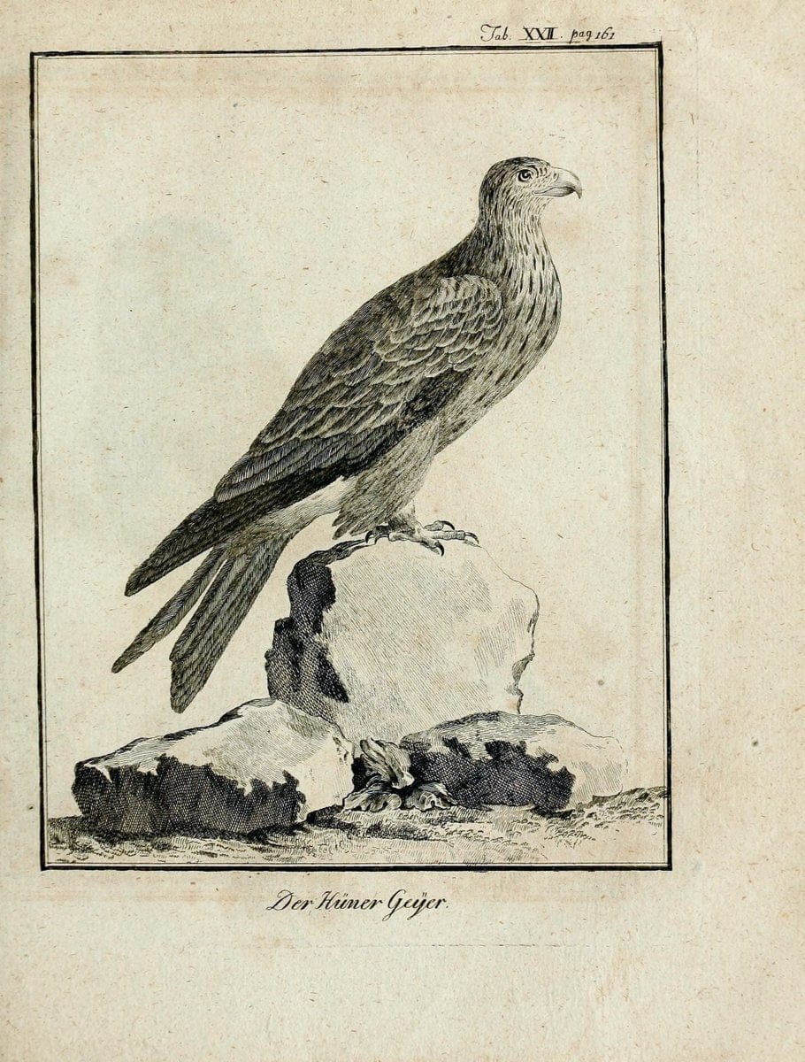 BÃ¼ffons Naturgeschichte der VÃ¶gel :.Leipzig :bey Hermann Heinrich Holle,1775-1782.  | Birds Ornithology "Pictorial works" | Vintage Print Reproduction 465519