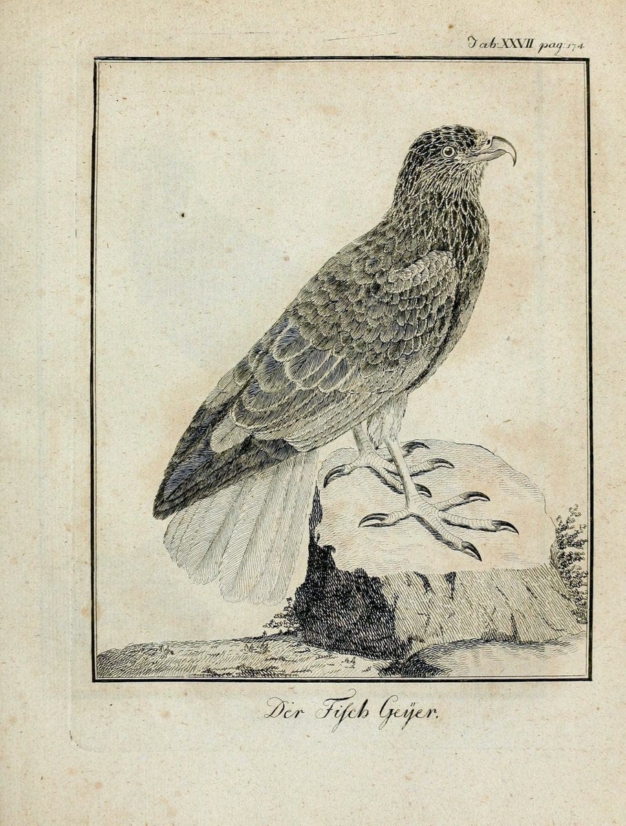 BÃ¼ffons Naturgeschichte der VÃ¶gel :.Leipzig :bey Hermann Heinrich Holle,1775-1782.  | Birds Ornithology "Pictorial works" | Vintage Print Reproduction 465524