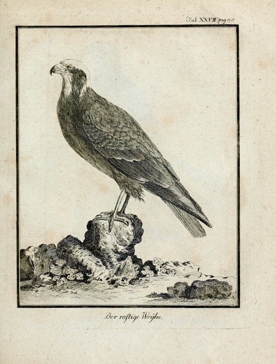 Büffons Naturgeschichte der Vögel :.Leipzig :bey Hermann Heinrich Holle,1775-1782.  | Birds Ornithology "Pictorial works" | Vintage Print Reproduction 465525
