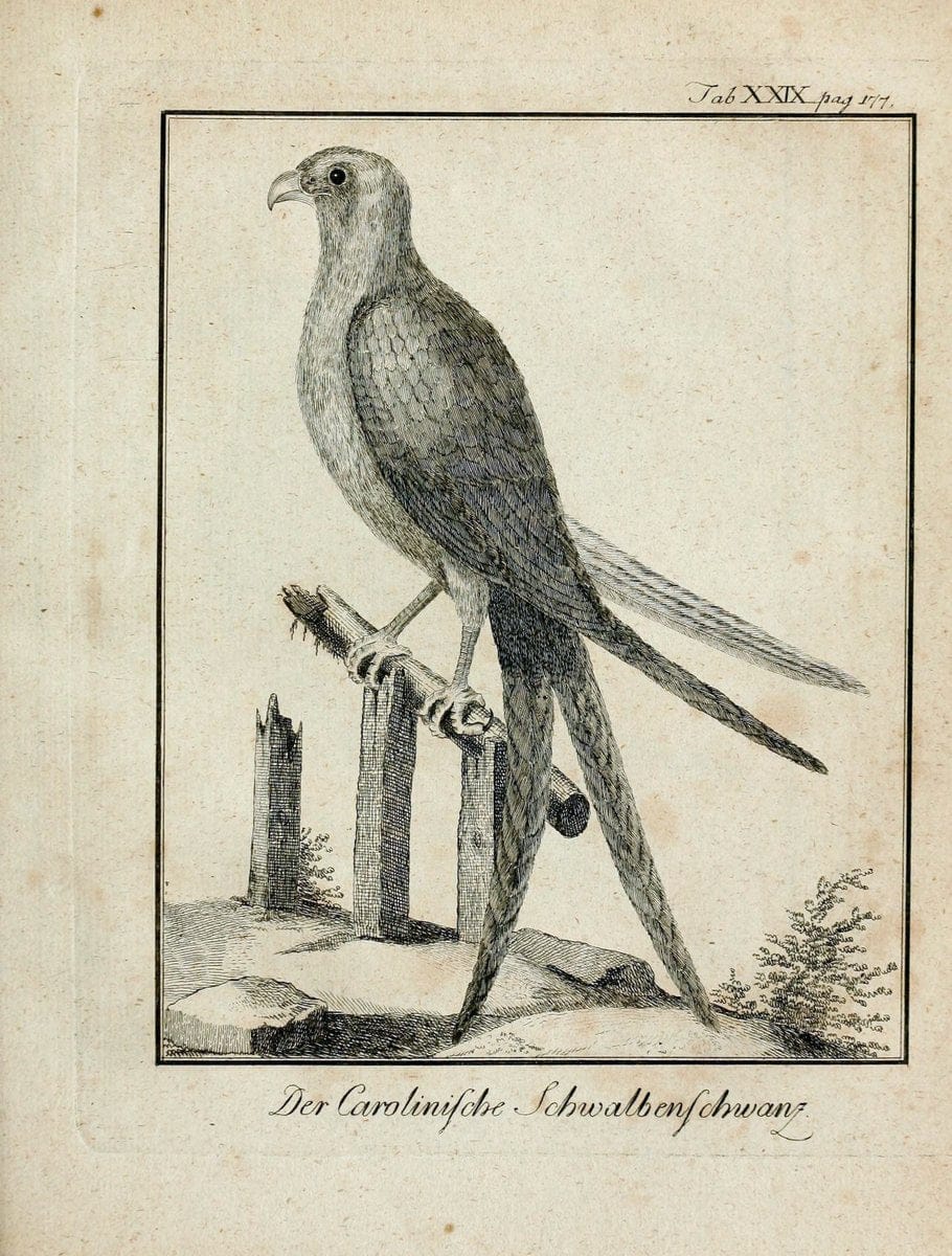 BÃ¼ffons Naturgeschichte der VÃ¶gel :.Leipzig :bey Hermann Heinrich Holle,1775-1782.  | Birds Ornithology "Pictorial works" | Vintage Print Reproduction 465526