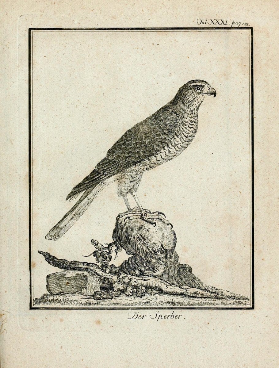 BÃ¼ffons Naturgeschichte der VÃ¶gel :.Leipzig :bey Hermann Heinrich Holle,1775-1782.  | Birds Ornithology "Pictorial works" | Vintage Print Reproduction 465528