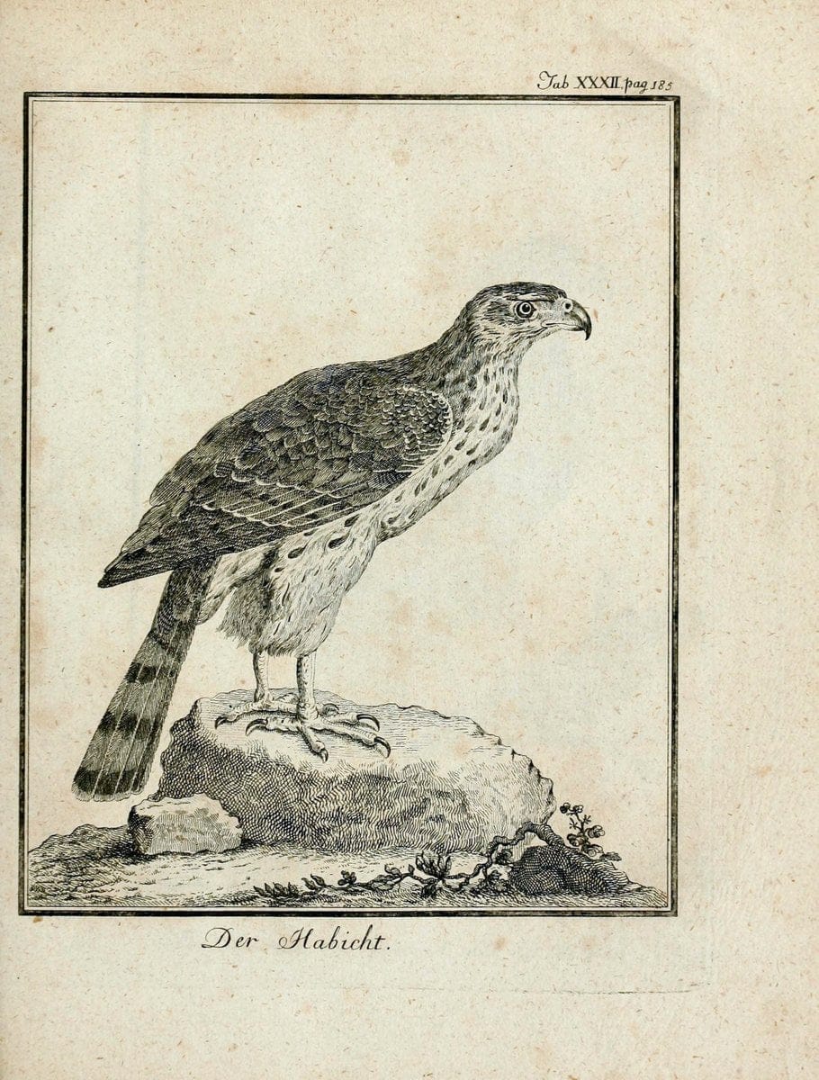 BÃ¼ffons Naturgeschichte der VÃ¶gel :.Leipzig :bey Hermann Heinrich Holle,1775-1782.  | Birds Ornithology "Pictorial works" | Vintage Print Reproduction 465529