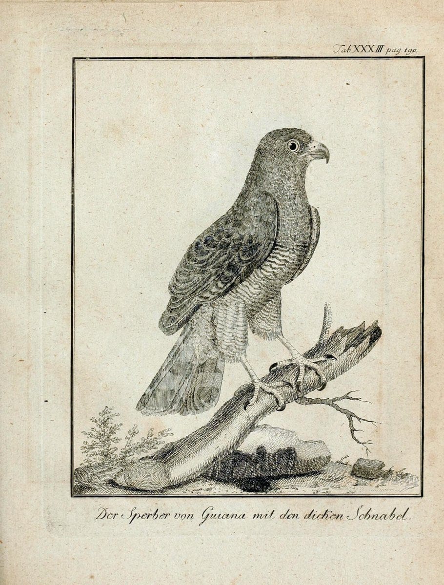 Büffons Naturgeschichte der Vögel :.Leipzig :bey Hermann Heinrich Holle,1775-1782.  | Birds Ornithology "Pictorial works" | Vintage Print Reproduction 465530