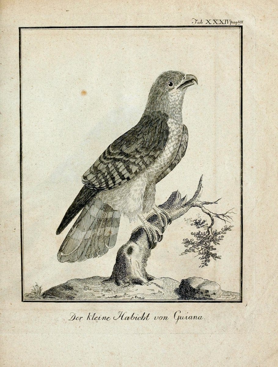 BÃ¼ffons Naturgeschichte der VÃ¶gel :.Leipzig :bey Hermann Heinrich Holle,1775-1782.  | Birds Ornithology "Pictorial works" | Vintage Print Reproduction 465531