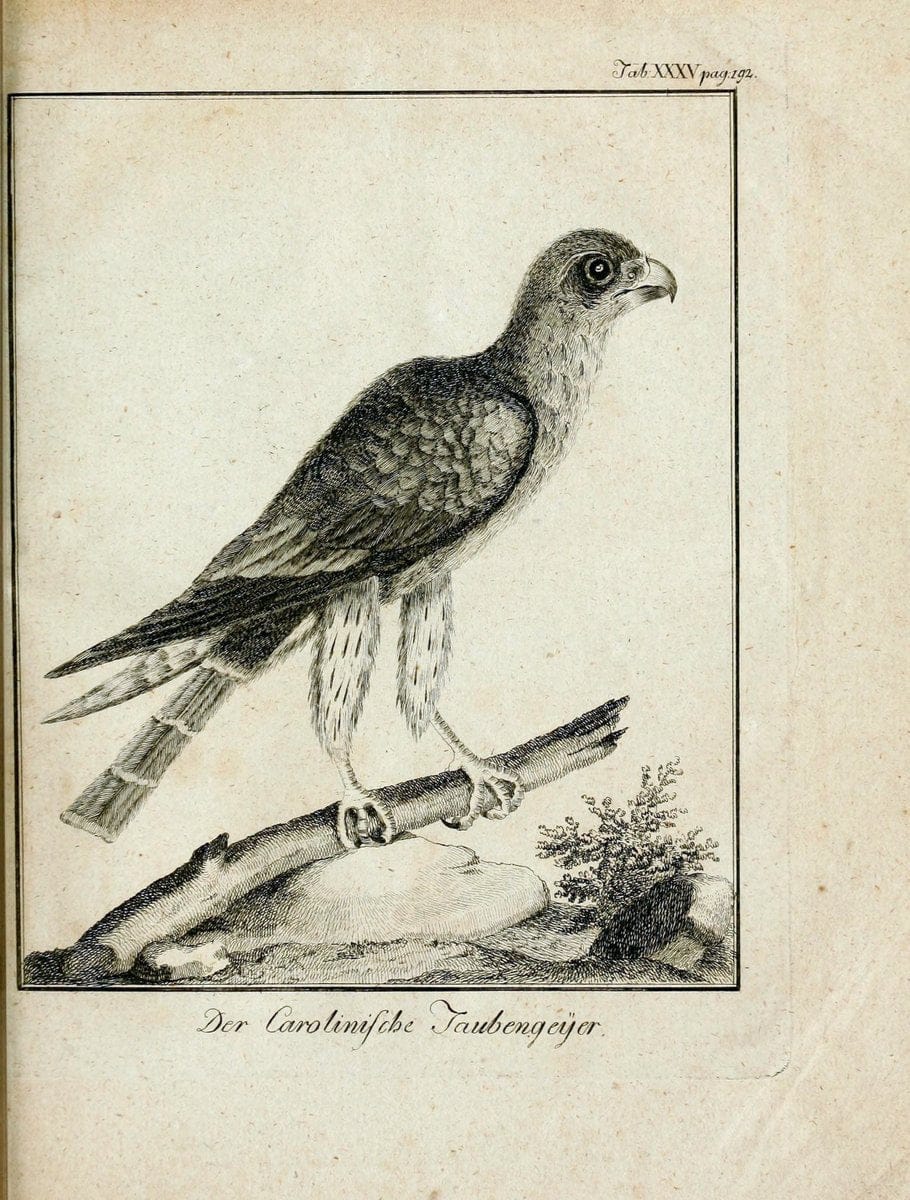 BÃ¼ffons Naturgeschichte der VÃ¶gel :.Leipzig :bey Hermann Heinrich Holle,1775-1782.  | Birds Ornithology "Pictorial works" | Vintage Print Reproduction 465532