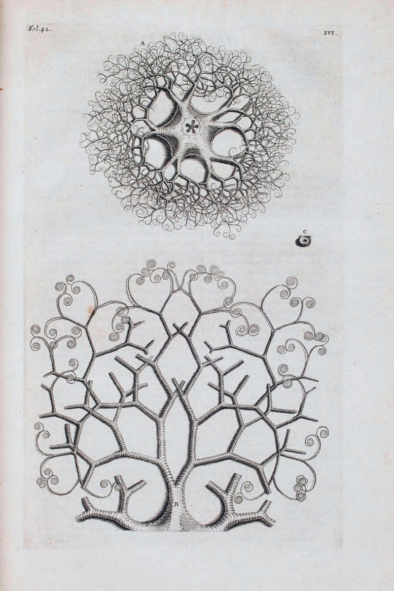 D'Amboinsche Rariteitkamer .  :.T'Amsterdam :Gedrukt by FrancÃŒÂ§ois Halma,1705. | Crustacea "Early works to 1800" Indonesia Maluku Mineralogy Mollusks "Museums Victoria" | Vintage Reproduction 465535